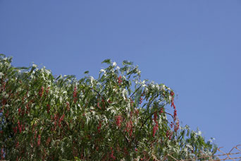 Giordania