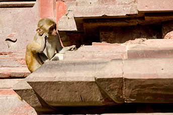 India (centrale)