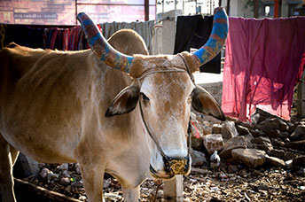 India (centrale)