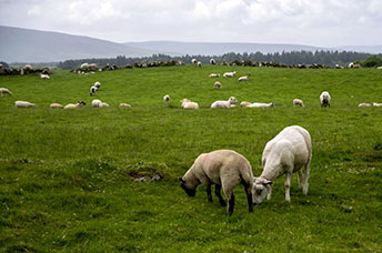 Irlanda del Nord