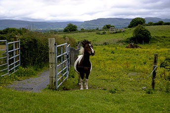 Irlanda