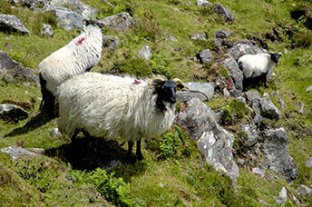 Irlanda
