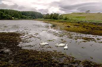 Irlanda
