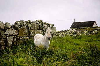 Irlanda