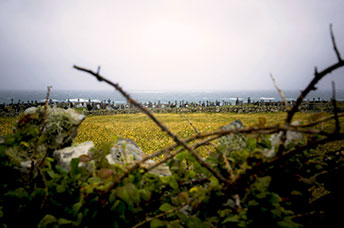 Irlanda