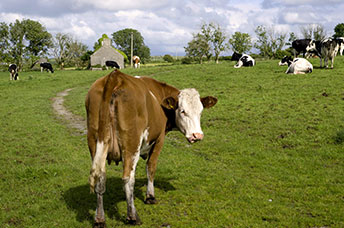 Irlanda