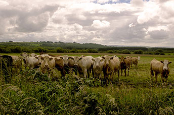Irlanda
