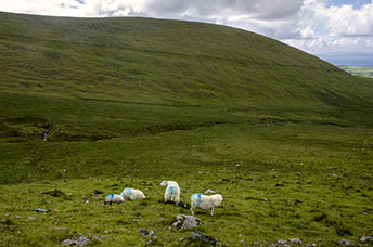Irlanda