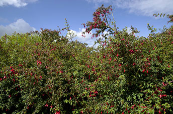 Irlanda