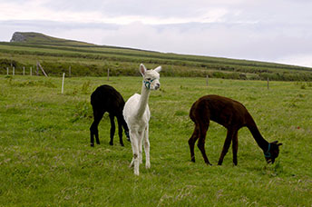 Irlanda