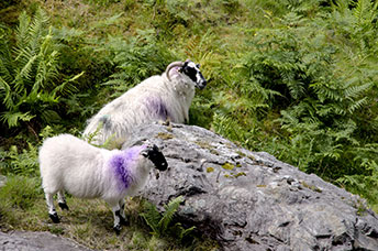 Irlanda