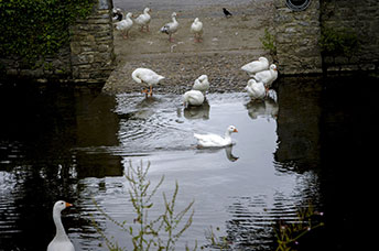 Irlanda