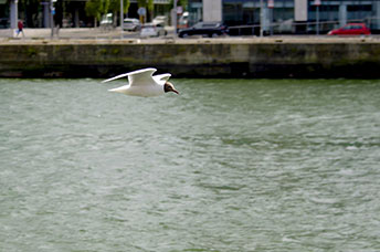 Irlanda