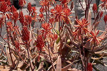 Lanzarote