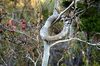 Madagascar