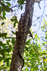 Madagascar