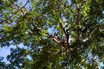 Madagascar