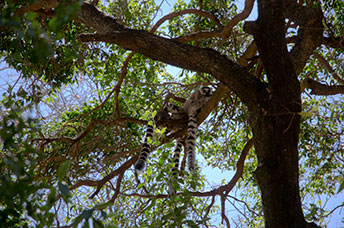 Madagascar