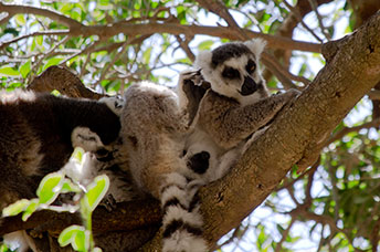 Madagascar