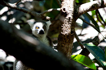 Madagascar