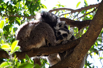 Madagascar