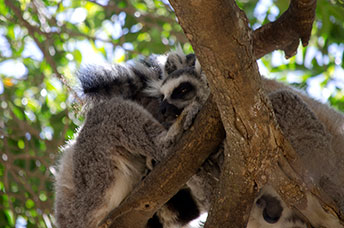 Madagascar