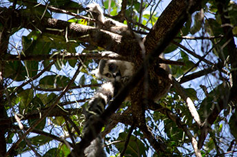 Madagascar
