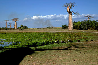 Madagascar