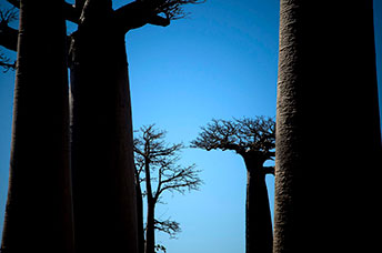 Madagascar