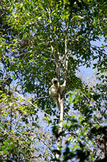 Madagascar