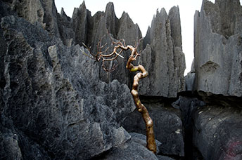 Madagascar