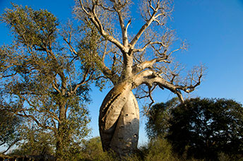 Madagascar