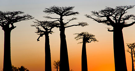 Madagascar