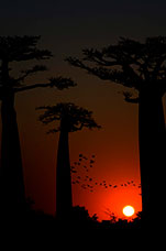 Madagascar