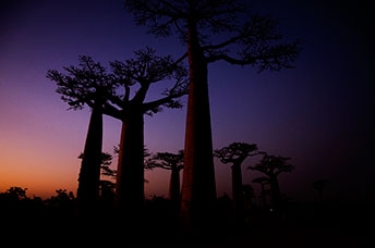 Madagascar