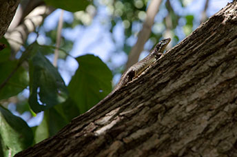 Madagascar