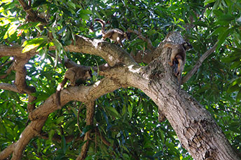 Madagascar