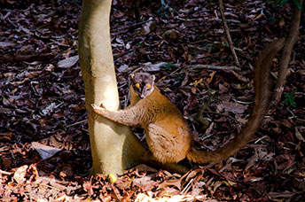 Madagascar