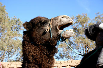 Marocco