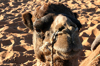 Marocco