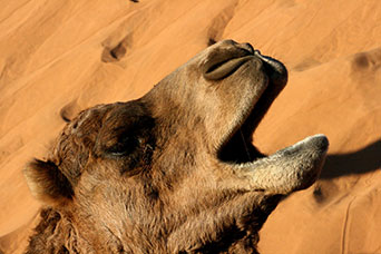 Marocco