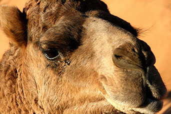 Marocco