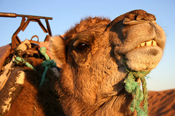 Marocco