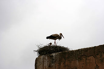 Marrakech