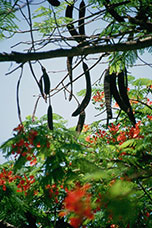 Messico
