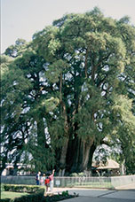 Messico