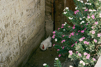 Guatemala