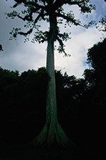 Guatemala