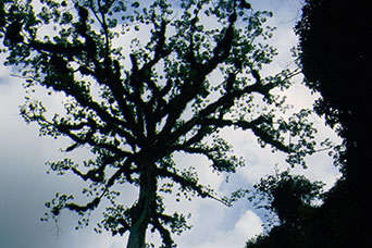 Guatemala