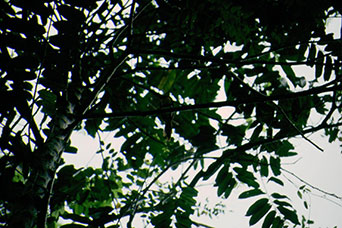 Guatemala